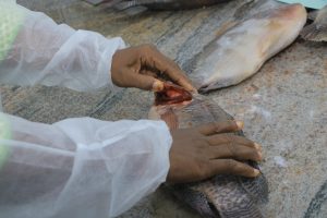 ANALYSE VISUELLE DU POISSON FRAIS