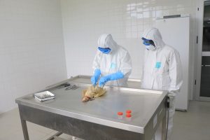 AUTOPSIE D'UNE VOLAILLE