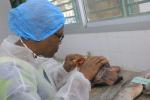 EXAMEN OLFACTF DU POISSON FRAIS