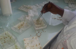 MANIPULATION DES ECHANTILLONS DES SEMENCES EN LABORATOIRE 6