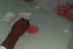 MANIPULATION DES ECHANTILLONS DES SEMENCES EN LABORATOIRE 5